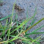 Paspalum notatum Листок