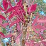 Fraxinus angustifolia Leaf