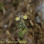 Linaria arenaria Blomma