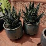 Aloe variegata Φύλλο