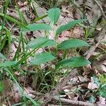 Polygonatum multiflorum Ліст