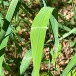 Lolium giganteum Blatt