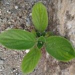 Richardia scabra Leaf