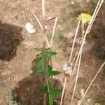 Taraxacum campylodes Fulla