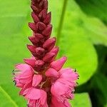 Persicaria orientalis Цветок