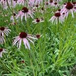 Echinacea pallida Virág
