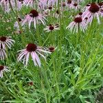 Echinacea pallida Flower