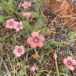 Linum pubescens ফুল