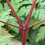 Geranium purpureum പുറംതൊലി