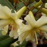 Rhododendron gardenia Flower