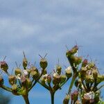 Pimpinella saxifraga Fruit