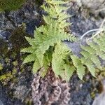 Dryopteris villarii Fulla