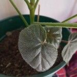 Begonia veitchii Leaf