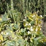 Kalanchoe marmorata Blad