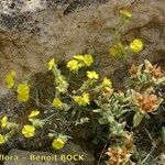 Helianthemum syriacum Hábito