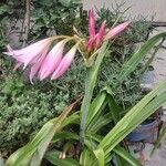 Amaryllis belladonna Květ