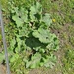 Arctium nemorosum Лист