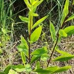 Solidago speciosa 叶