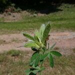 Chamaecytisus supinus Meyve