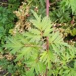 Rubus nemoralis Leaf