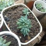 Dudleya greenei 叶