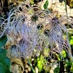 Clematis tangutica Habitus