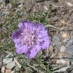 Lomelosia graminifolia Flor