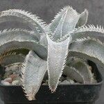 Dyckia marnier-lapostollei Φύλλο