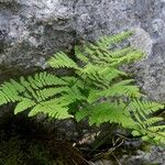 Gymnocarpium robertianum Hábito