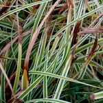 Carex oshimensis Φύλλο