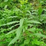 Senecio cacaliaster Folha