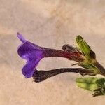 Lithodora fruticosa 花