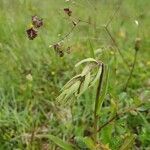 Epipactis palustrisफूल