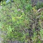 Polypremum procumbens List