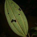 Miconia tschudyoides Leaf