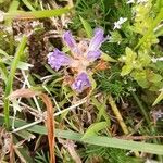 Orobanche nana Кветка