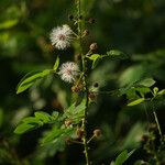 Mimosa ceratonia Annet