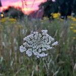 Daucus carota花