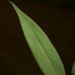 Xylopia crinita Φύλλο