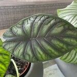 Alocasia baginda Лист