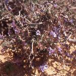 Echiochilon fruticosum Flor