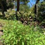 Erechtites valerianifolius 形態