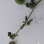 Medicago rigidula Mbuma