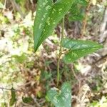 Smilax aspera Φύλλο