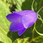 Campanula rhomboidalisŽiedas