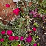 Silene banksia Fiore