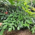 Leea guineensis Leaf