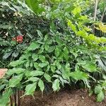 Leea guineensis 叶