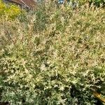 Salix integra Habit