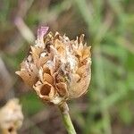 Petrorhagia prolifera 果実